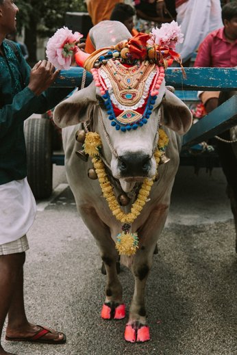 A sacred cow, dressed up