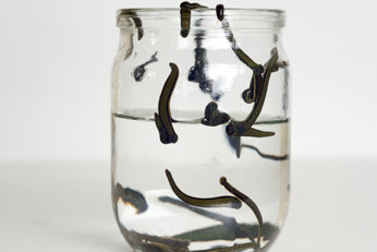 Leeches in a glass jar
