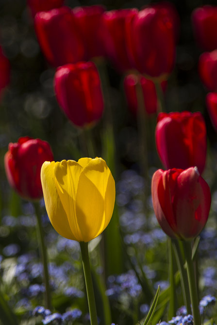 Tulips