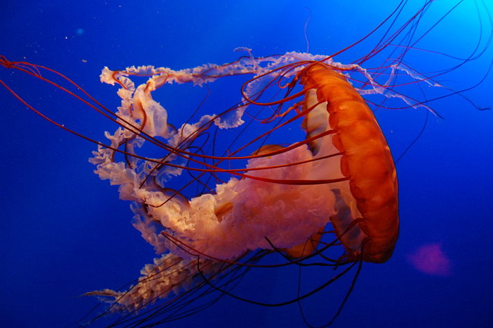 A jellyfish