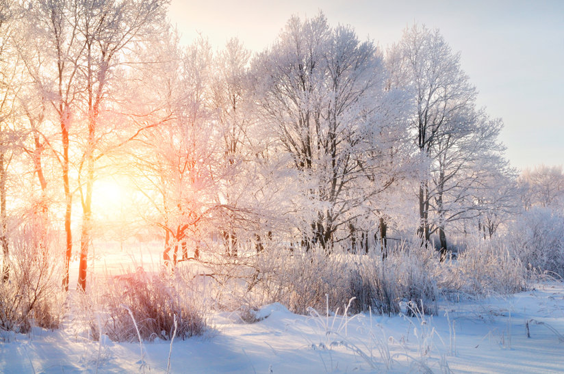 Sunlight through trees with snow