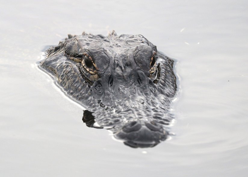 Alligator