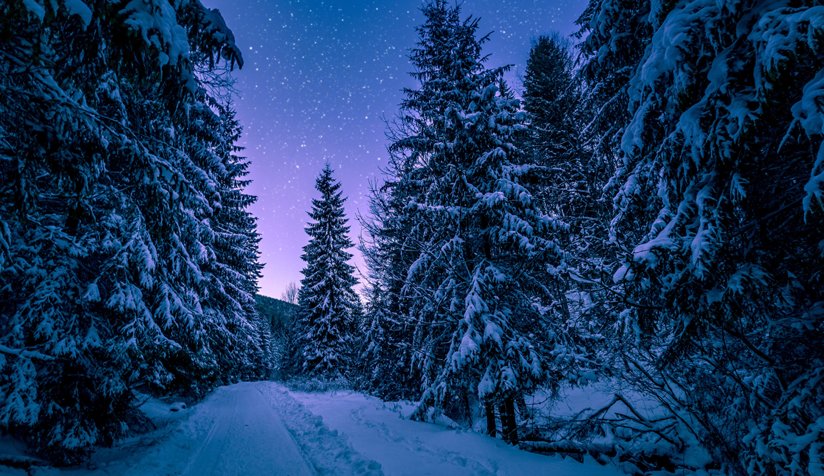 Trees, snow and stars