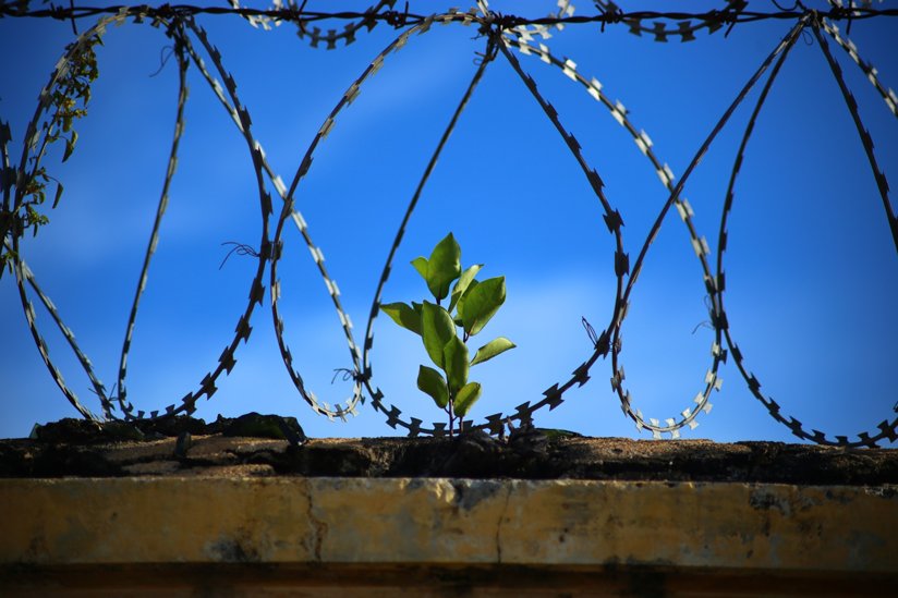 A plant behind a barbed wire